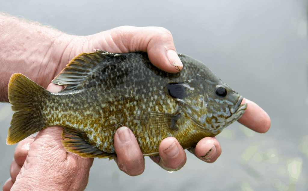 11 consejos para pescar mojarras azules en el hielo que te ayudarán a capturar más