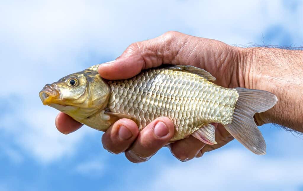 11 formas inteligentes de quitar el olor a pescado de las manos