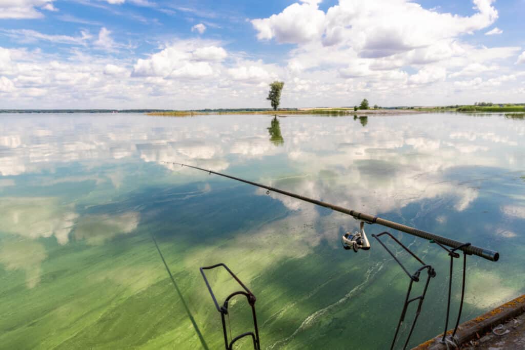 ¿Puedo comer pescado de un lago durante una floración de algas?