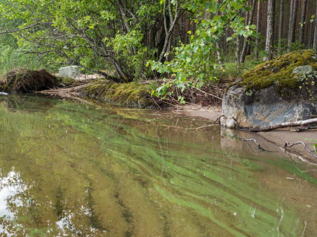 ¿Puedo pescar en un lago durante una floración de algas?