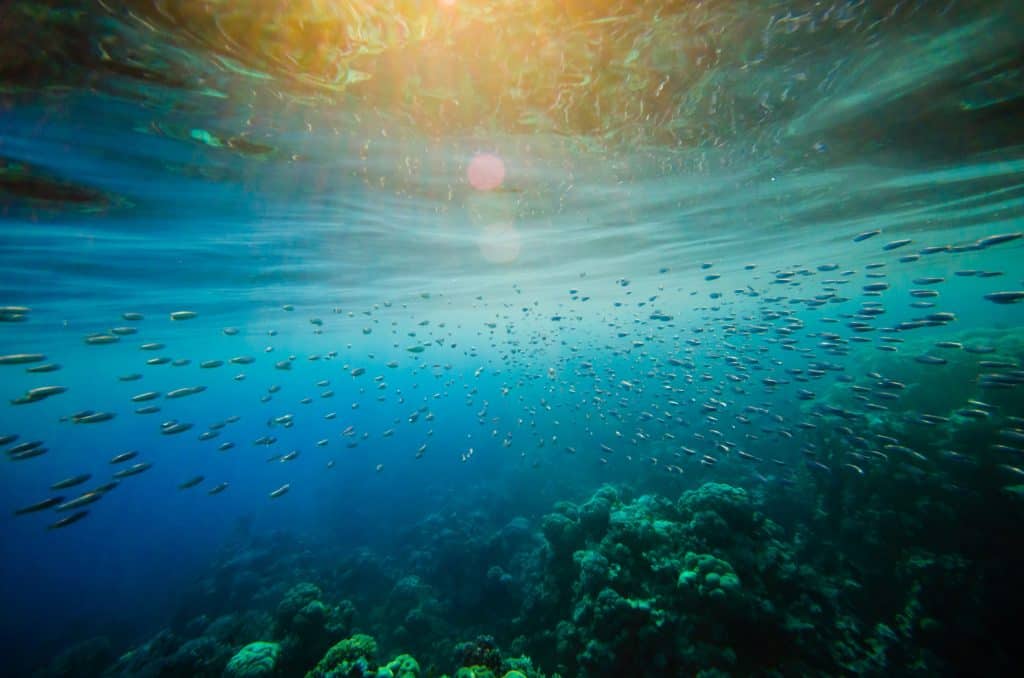 pesca en marea alta pesca en marea baja marea alta vs marea baja