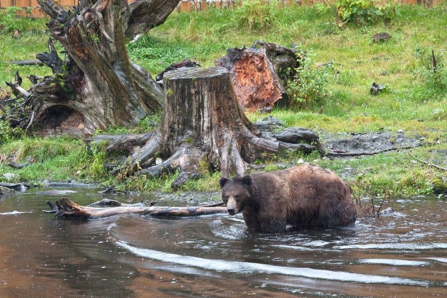 Cómo mantenerse a salvo de la fauna peligrosa en su cabaña