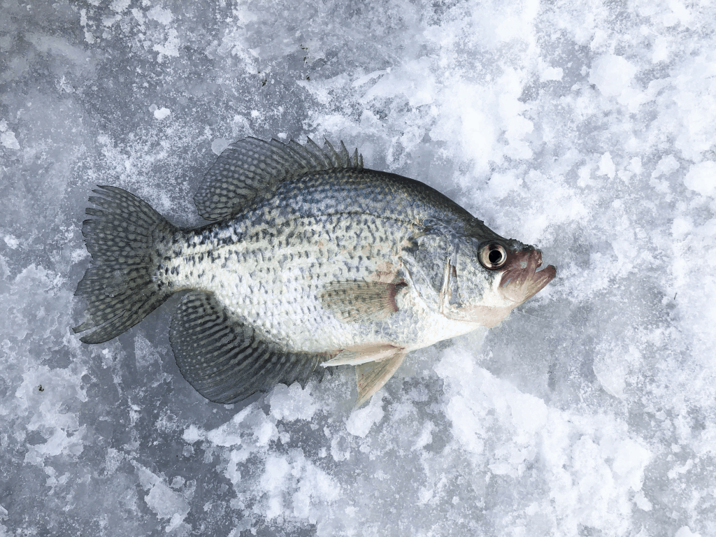 Dónde encontrar pez perca mientras se pesca en el hielo