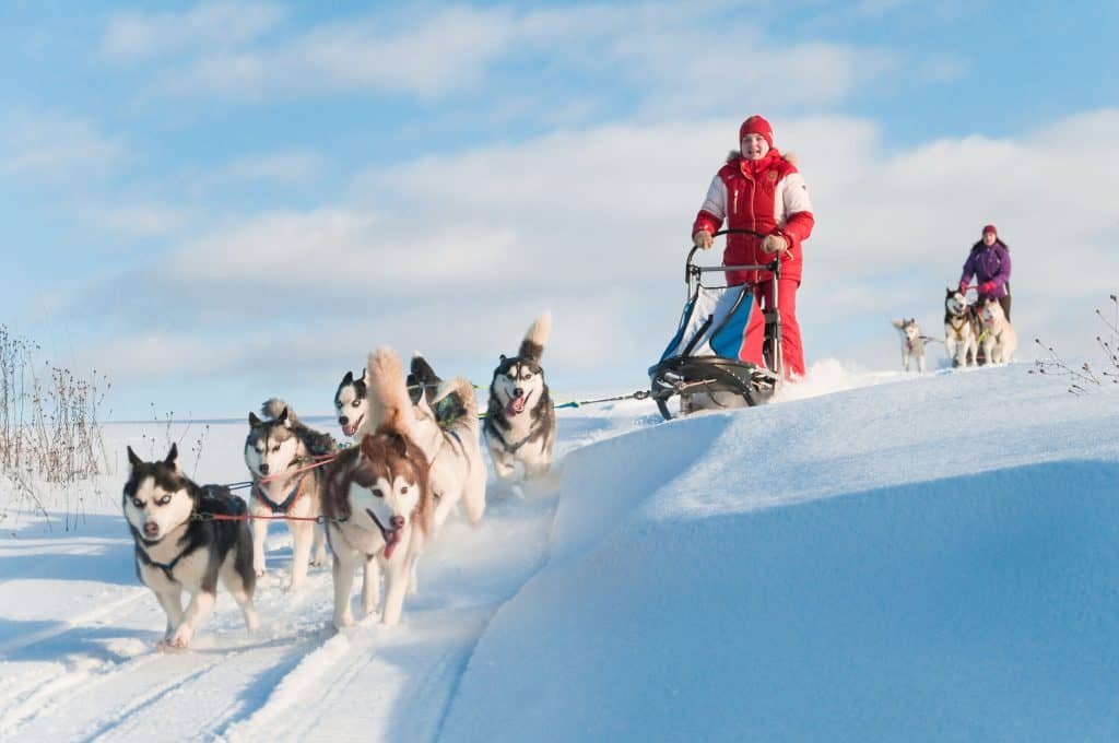 dog sledding