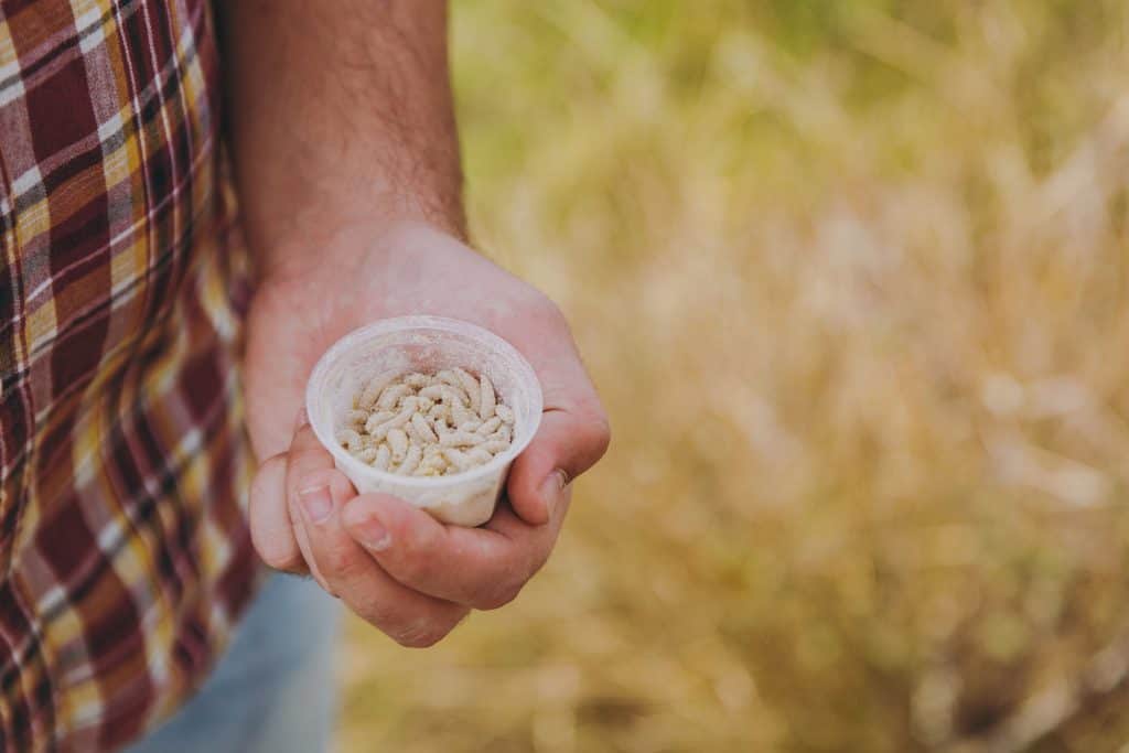 Los mejores cebos y señuelos para pescar kokanee