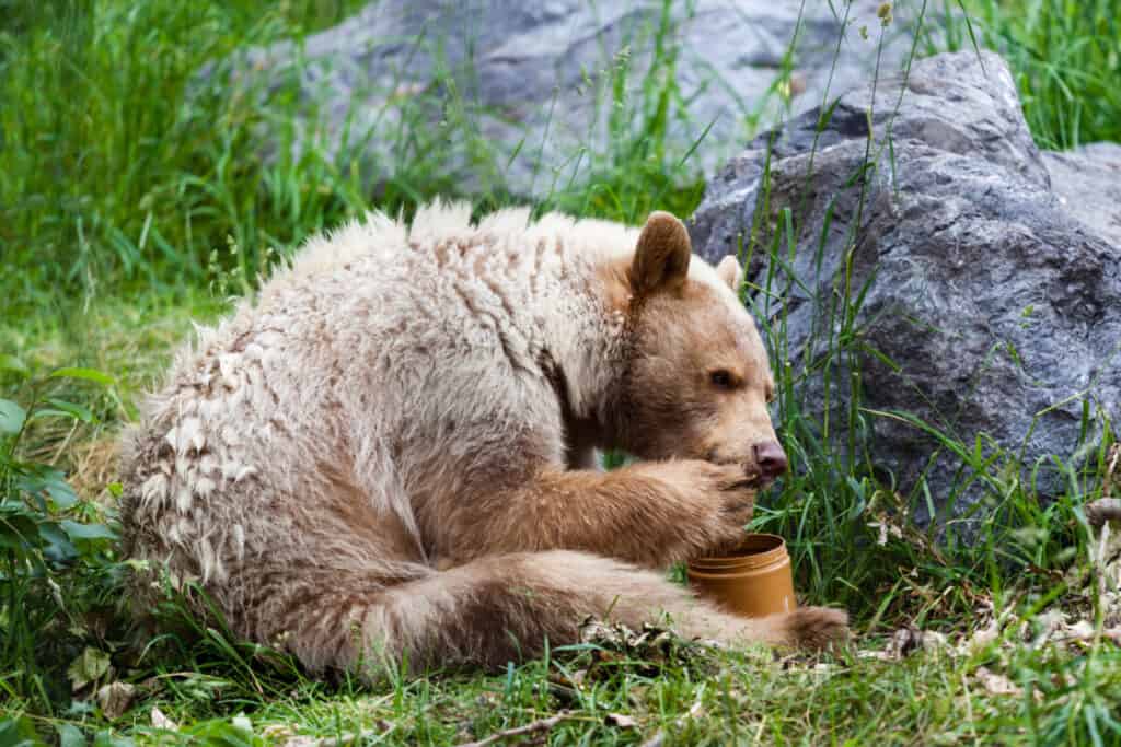 Qué buscar en un bote para osos y cómo usarlo