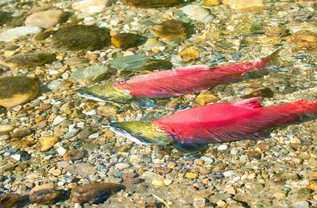 Salmón Kokanee vs. Salmón Sockeye: ¿Cuál es la diferencia?