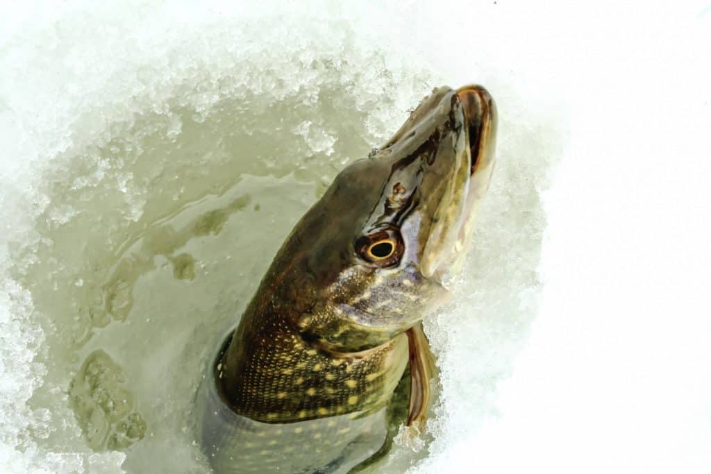 Tamaño del hoyo para pescar en el hielo: cómo elegir el tamaño adecuado