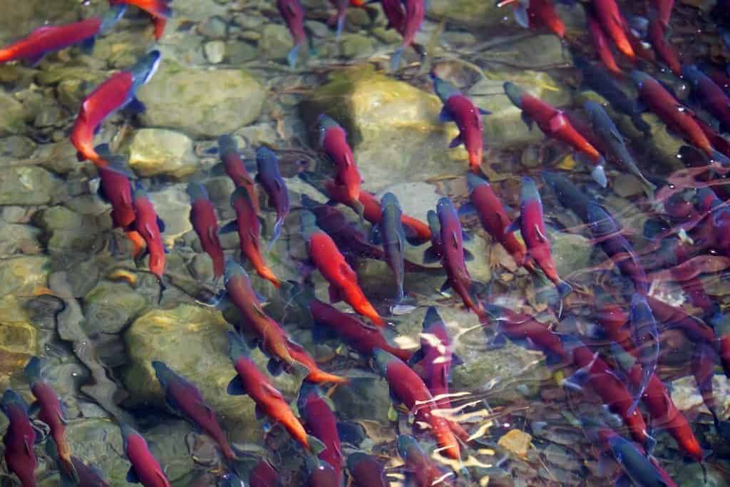 Esta es la diferencia entre la trucha arcoíris y el salmón kokanee