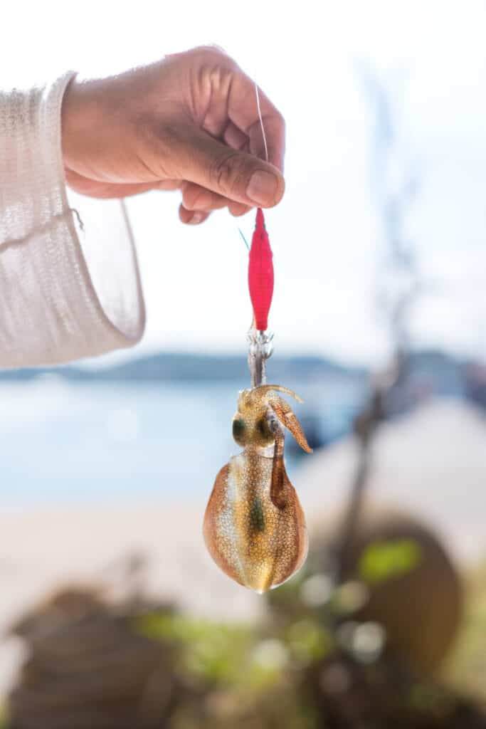 ¿Cuál es el mejor cebo para pescar en la playa?