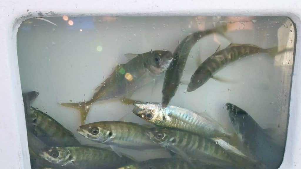 ¿Cuánto tiempo pueden permanecer vivos los peces en un vivero?