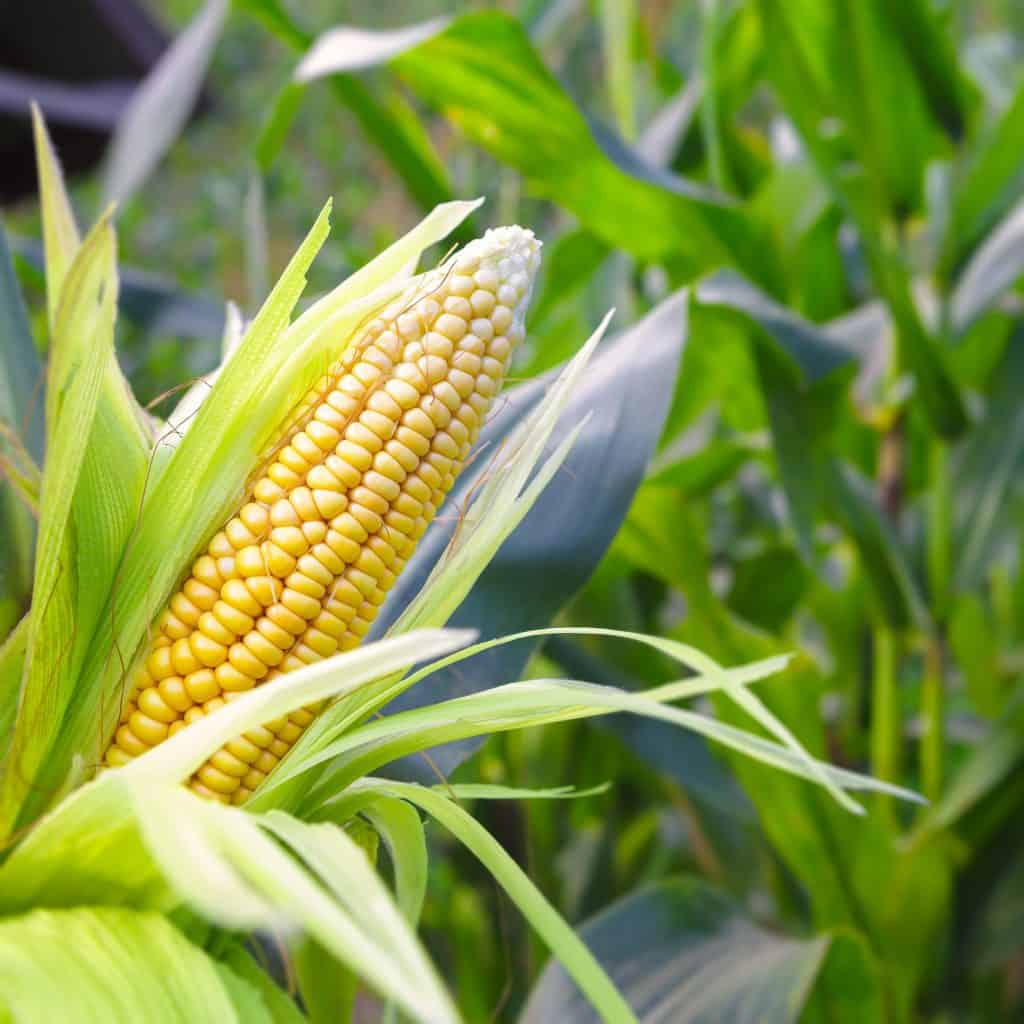 Ear of Corn