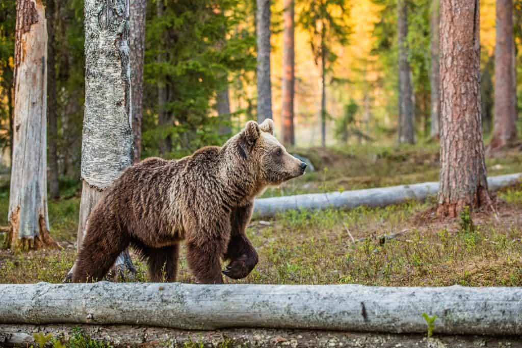 ¿Funciona realmente el spray para osos? Cómo usarlo en viajes de mochilero