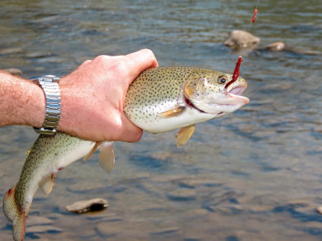 ¿Funcionan los flotadores de pesca para la trucha?