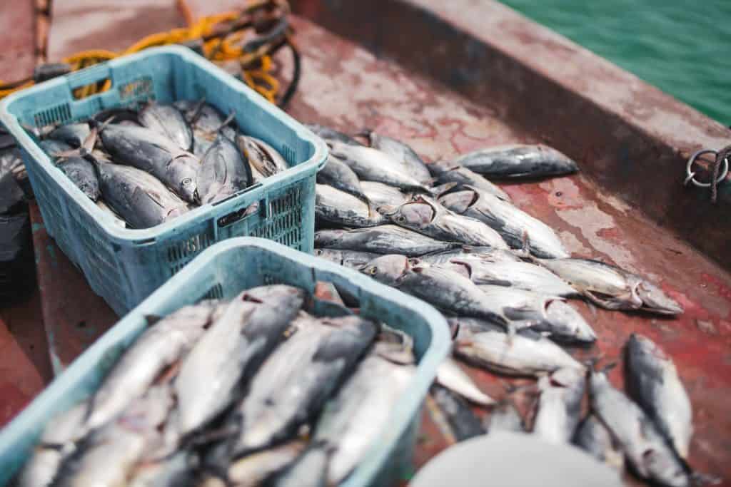 ¿La pesca con mosca permite capturar más peces que la pesca con spinning convencional?