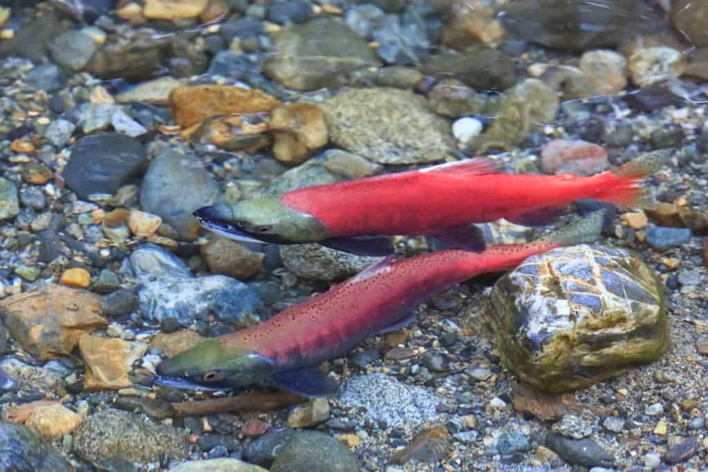 ¿Por qué los peces Kokanee mueren después del desove?