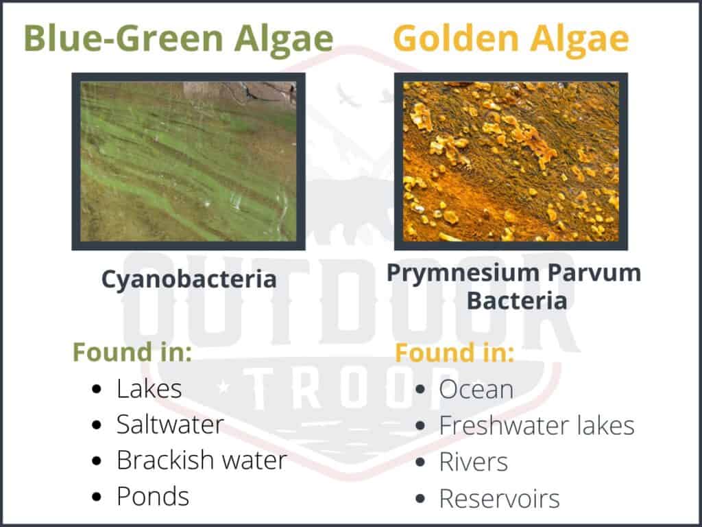 Tabla que muestra imágenes de algas verdeazuladas comparadas con algas doradas. Las algas verdeazuladas están compuestas por cianobacterias y se encuentran en lagos, agua salada, agua salobre y estanques. Las algas doradas están compuestas por bacterias prymnesium parvum y se encuentran en océanos, lagos de agua dulce, ríos y embalses. 