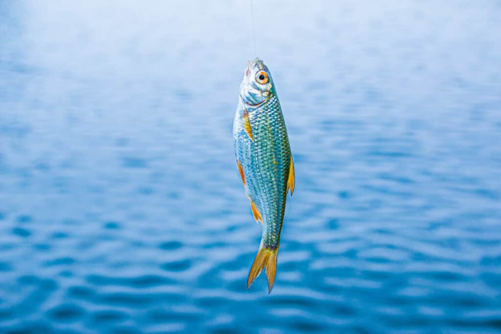 tocino para pescar pescar tocino como cebo para peces ¿se puede pescar con tocino? tocino como cebo los peces comen tocino