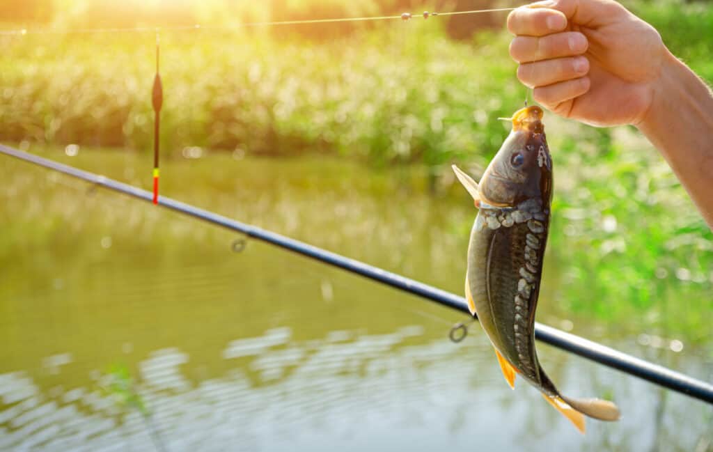 ¿Puedo utilizar jamón como cebo para peces?