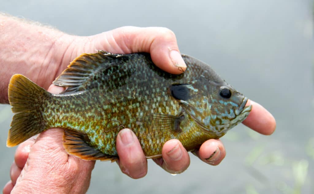 ¿Se puede comer pez mojarra?